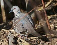 Spotted Dove