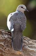 Spotted Dove