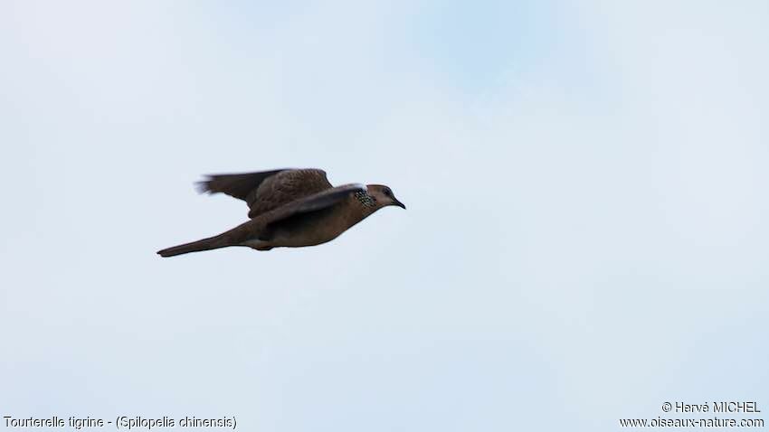 Spotted Dove