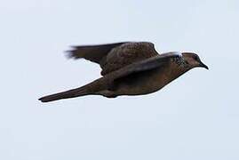 Spotted Dove