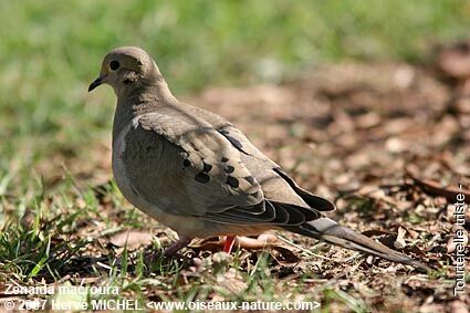 Mourning Doveadult breeding