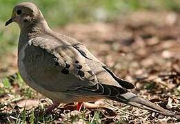 Mourning Dove