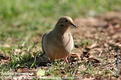 Mourning Doveadult breeding