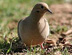 Mourning Dove