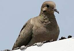 Mourning Dove