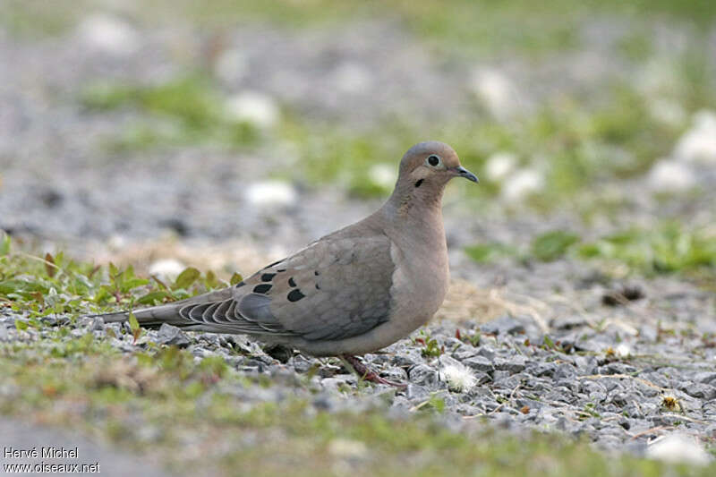 Tourterelle tristeadulte nuptial, identification