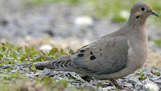 Mourning Dove