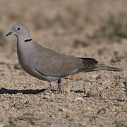 Eurasian Collared Dove