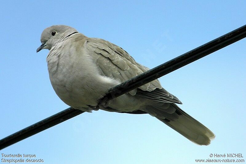 Eurasian Collared Dovejuvenile, identification