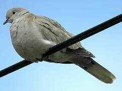 Eurasian Collared Dove