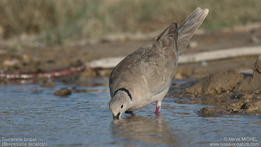 Eurasian Collared Dove