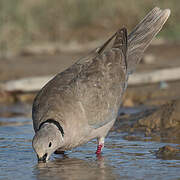 Eurasian Collared Dove