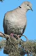 Eurasian Collared Dove