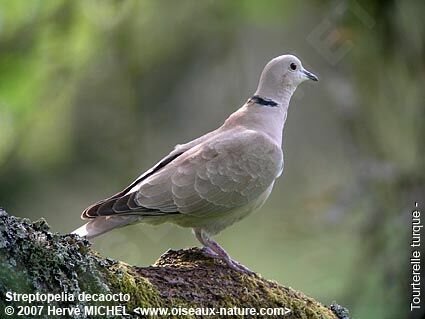 Eurasian Collared Doveadult