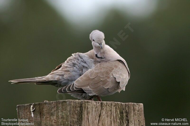 Eurasian Collared Doveadult, identification