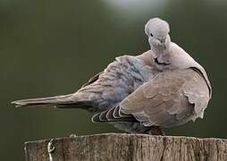 Eurasian Collared Dove