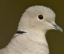 Eurasian Collared Dove