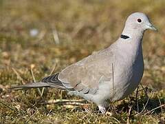 Eurasian Collared Dove