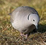 Eurasian Collared Dove