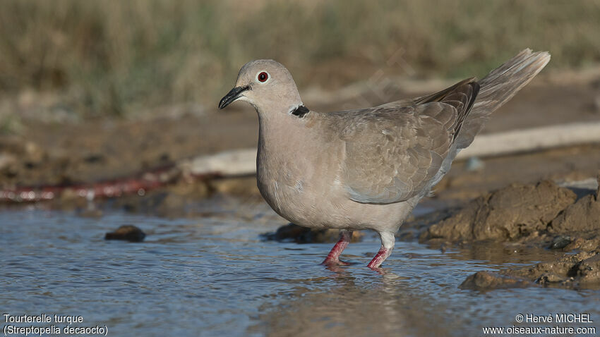 Eurasian Collared Dove