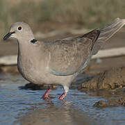 Eurasian Collared Dove