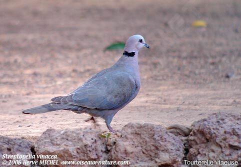 Vinaceous Dove