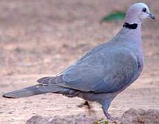 Vinaceous Dove