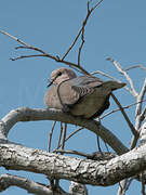 Vinaceous Dove