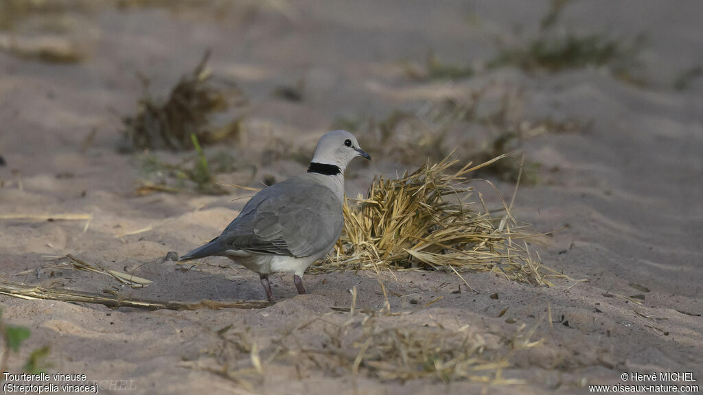 Vinaceous Dove