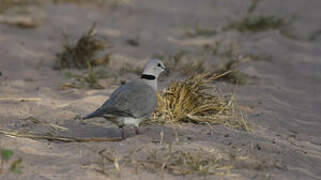 Vinaceous Dove