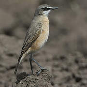 Rusty-breasted Wheatear