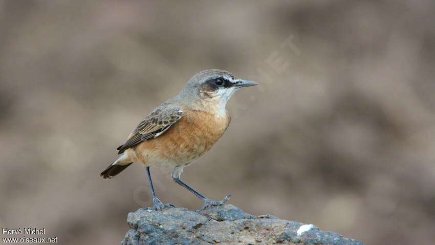 Red-breasted Wheatearadult