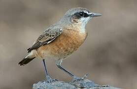 Rusty-breasted Wheatear