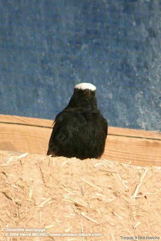 White-crowned Wheatear