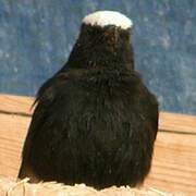 White-crowned Wheatear