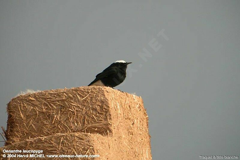 White-crowned Wheatear