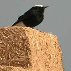 Traquet à tête blanche