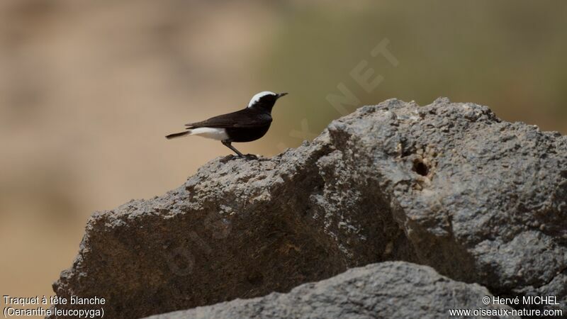 White-crowned Wheatear male adult