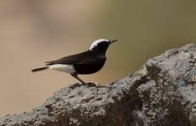 White-crowned Wheatear