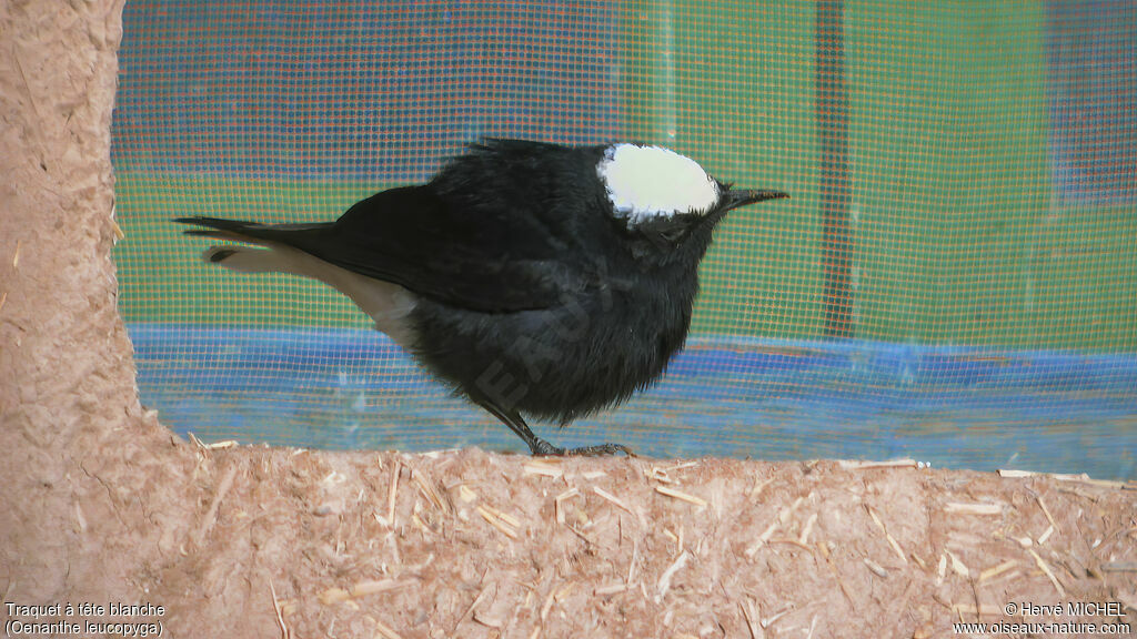 White-crowned Wheatear