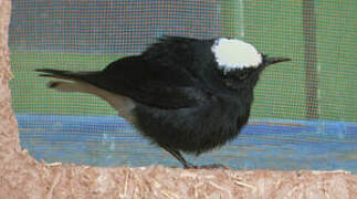 White-crowned Wheatear