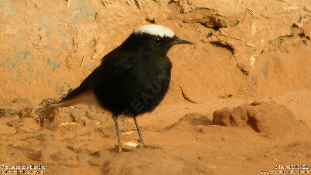 White-crowned Wheatear