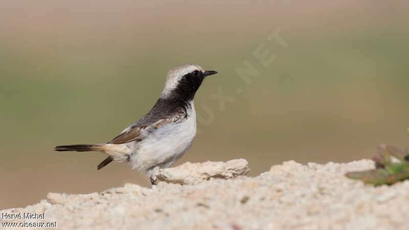 Red-rumped Wheatear male adult