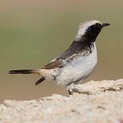 Red-rumped Wheatear