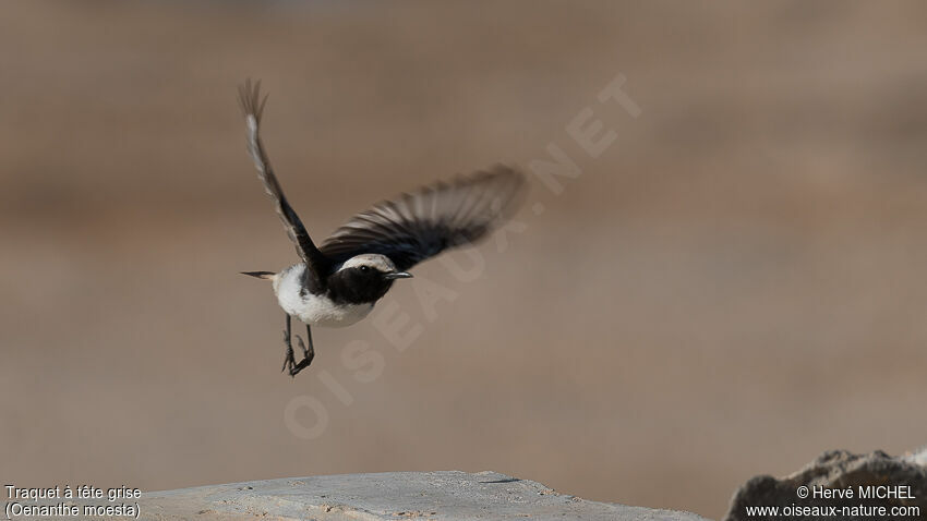 Red-rumped Wheatear male adult breeding