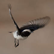 Red-rumped Wheatear