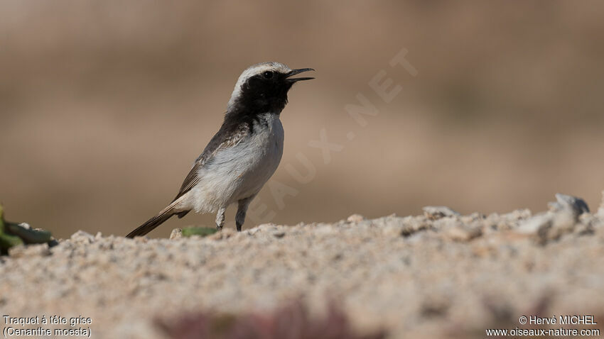 Red-rumped Wheatear male adult breeding