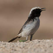 Red-rumped Wheatear