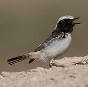 Red-rumped Wheatear