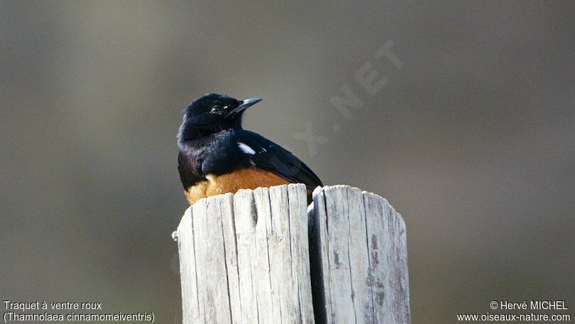 Mocking Cliff Chat